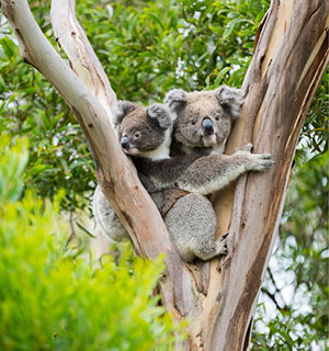 The symbols of Queensland | Australian Symbols booklet | PM&C