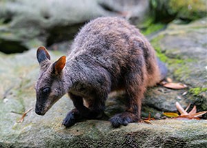 A southern brush-tailed rock wallaby
