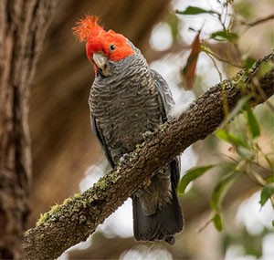 A gang-gang cockatoo with red feathers in a tree