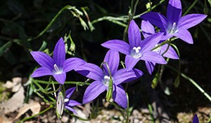 Royal bluebell flowers