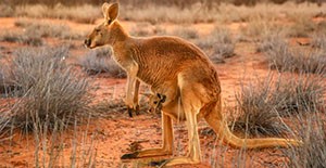 A red kangaroo.