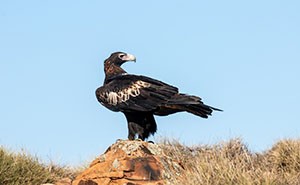 A wedge-tailed eagle standing on a rock.