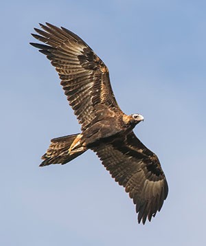 A wedge-tailed eagle flying