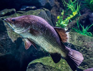 A barramundi