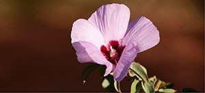 A pink Stuart desert rose.