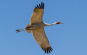 A brolga bird flying.