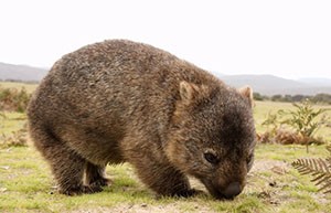 A close-up photo of the hairy-nosed wombat.