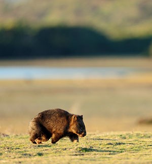 The hairy-nosed wombat walking in the distance