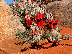 Stuart's desert pea plant