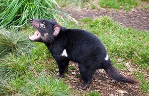 A Tasmanian devil