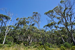 Tasmanian Blue gum trees