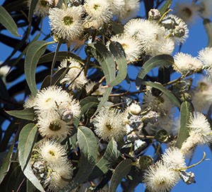 The Tasmanian blue gum flowers