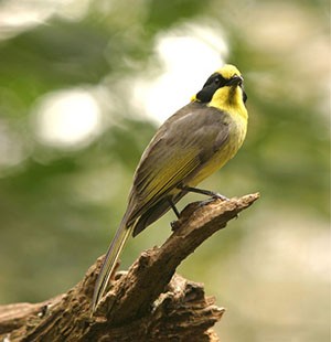 The helmeted honeyeater bird