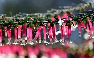 The common pink heath plant