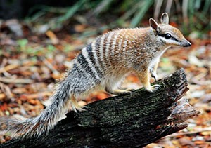 A numbat