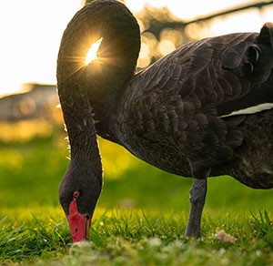 A black swan digging into grass.