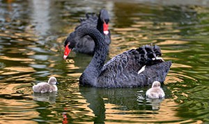 Two black swans with two swanlings in the water