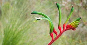 The red and green kangaroo paw plant
