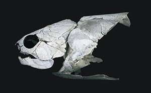 A Gogo fish fossil