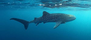 A whale shark