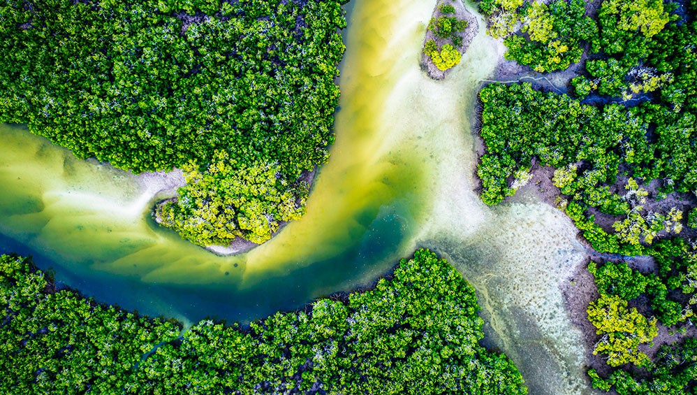 A mangrove ecosystem near Tin Can Bay, Queensland, Australia. Mangroves capture and store large quantities of carbon, both in plants and in the sediment below, and provide essential breeding grounds and nurseries for many species.