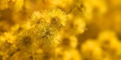 A mass of yellow brush like flowers.