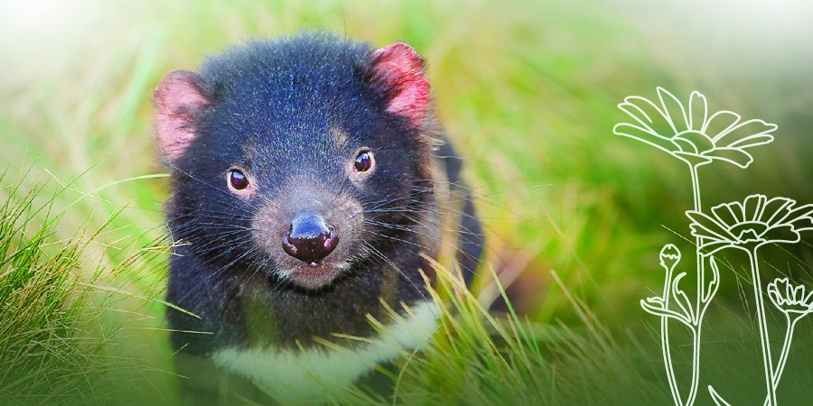 A juvenile Tasmanian devil looks directly at the camera, standing in a soft field of native grass.