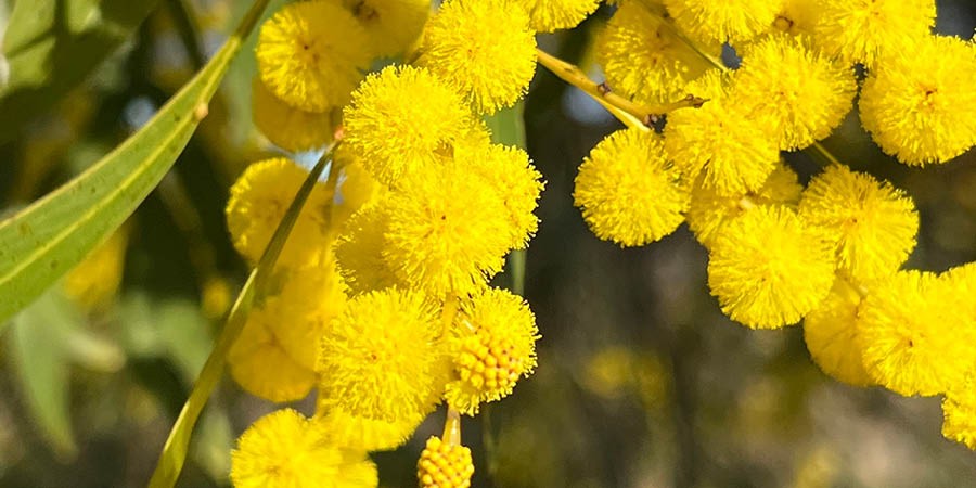 Wattle Day